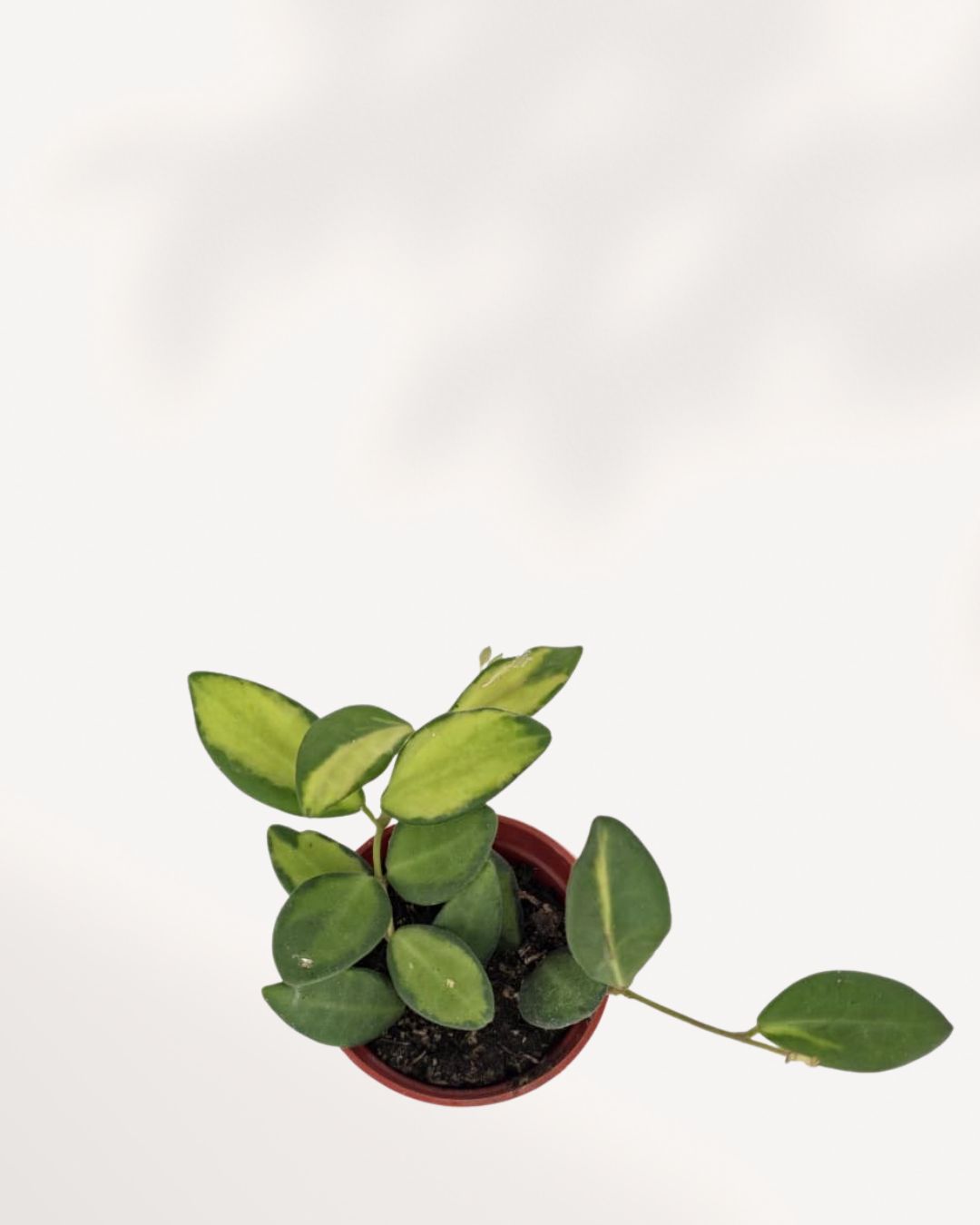 Hoya Neon trailing vine detail