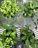 Hoya Parasitica Black Margin plant in a pot