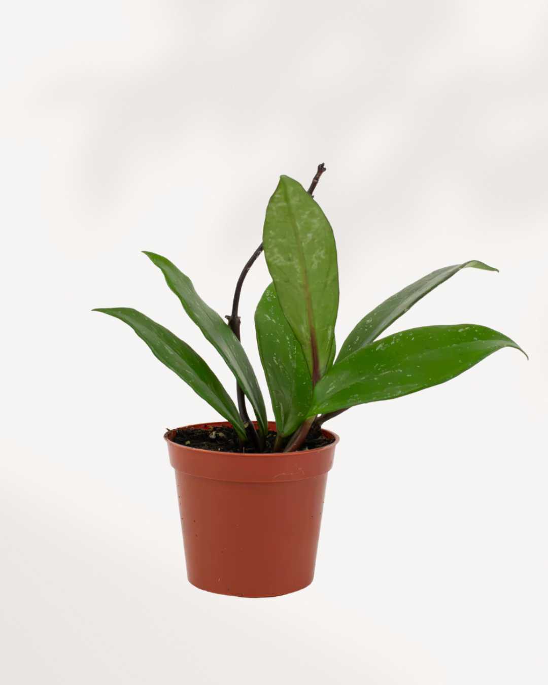 Hoya Pubicalyx 2.5" Pot - XSmall