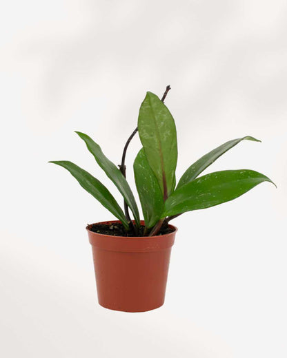 Hoya Pubicalyx 2.5" Pot - XSmall