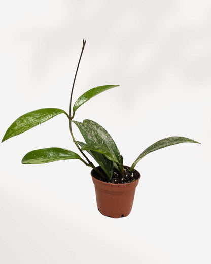 Hoya Pubicalyx Silver Splash 2.5" Pot - XSmall