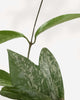 Close-up of Hoya Pubicalyx Silver Splash's speckled leaves