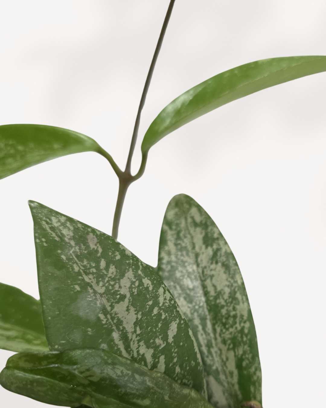 Close-up of Hoya Pubicalyx Silver Splash's speckled leaves
