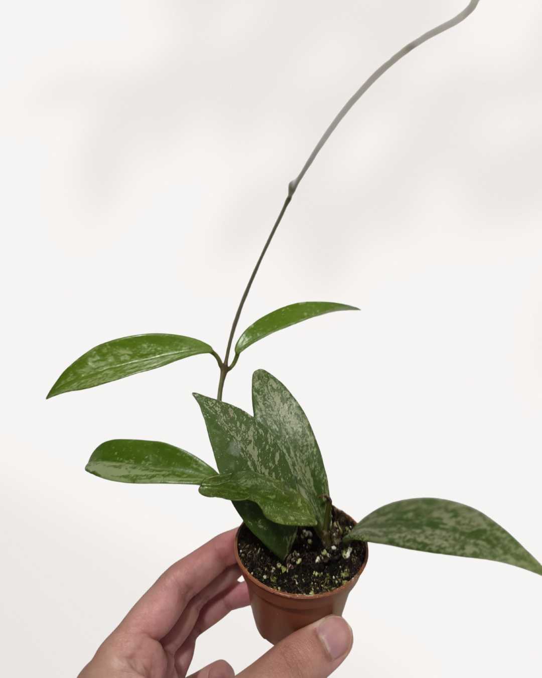 Hoya Pubicalyx Silver Splash plant in a pot