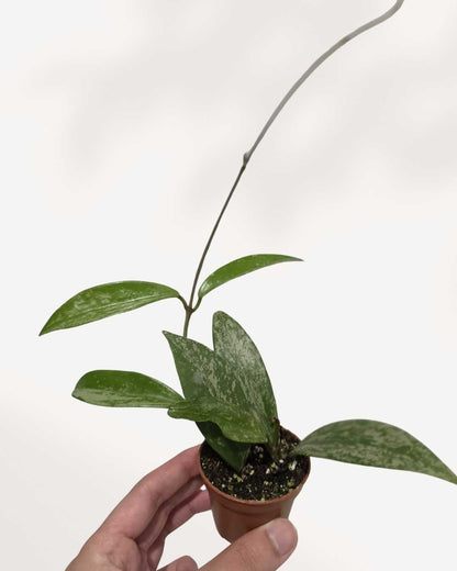 Hoya Pubicalyx Silver Splash plant in a pot