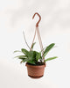 Hoya Pubicalyx 4" - Hanging Basket