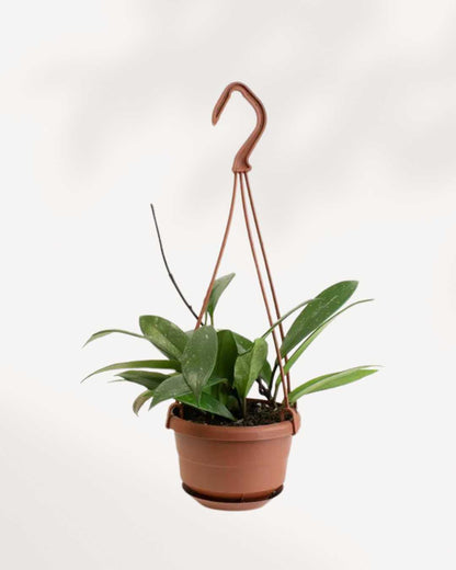 Hoya Pubicalyx 4" - Hanging Basket