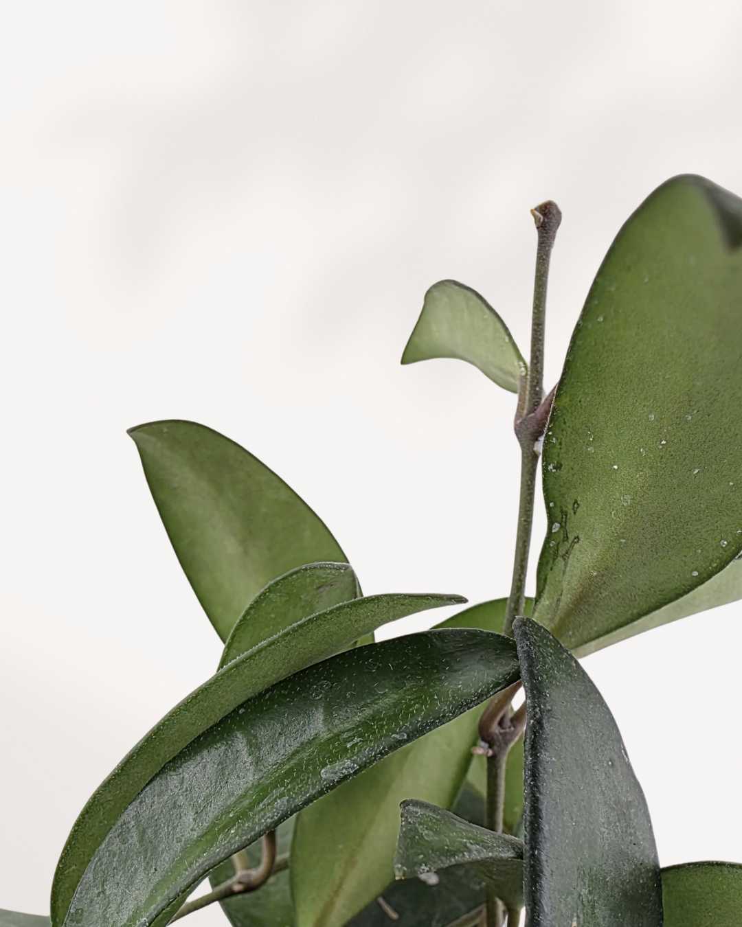 Close-up of Hoya Rosita's blush-toned leaves