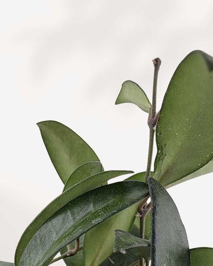 Close-up of Hoya Rosita's blush-toned leaves