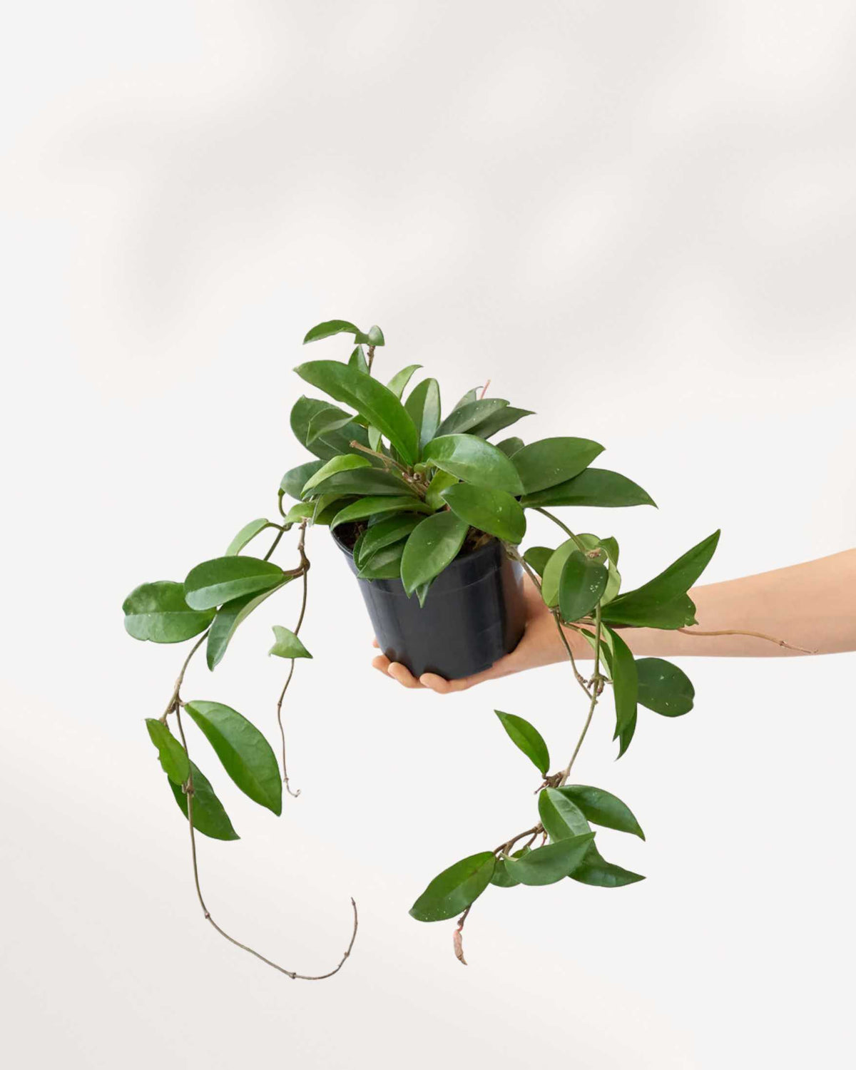 Hoya Carnosa plant in a pot