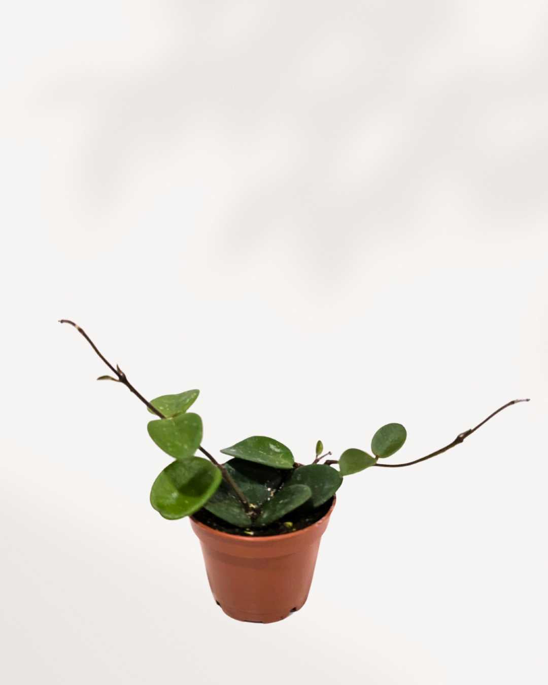 Hoya Mathilde in a hanging nursery pot