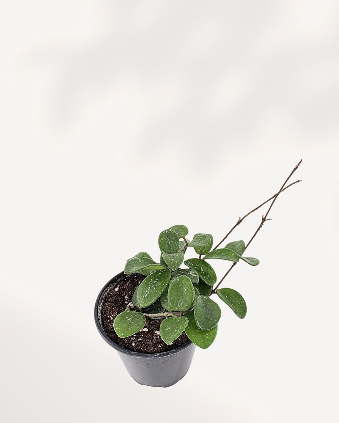 Top view of Hoya Mathilde's foliage