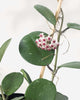 Close-up of Hoya Obovata blooming with a cluster of white and pink star-shaped waxy flowers against large round silver-speckled leaves, fragrant indoor wax plant that flowers when mature