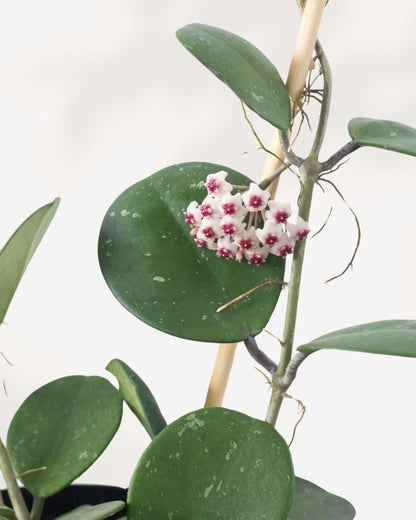 Close-up of Hoya Obovata blooming with a cluster of white and pink star-shaped waxy flowers against large round silver-speckled leaves, fragrant indoor wax plant that flowers when mature