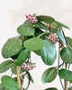 Hoya Obovata with multiple clusters of pink and white star-shaped flowers blooming among dense round silver-speckled leaves on a bamboo stake, mature flowering wax plant for bright Canadian homes