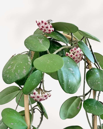 Hoya Obovata with multiple clusters of pink and white star-shaped flowers blooming among dense round silver-speckled leaves on a bamboo stake, mature flowering wax plant for bright Canadian homes