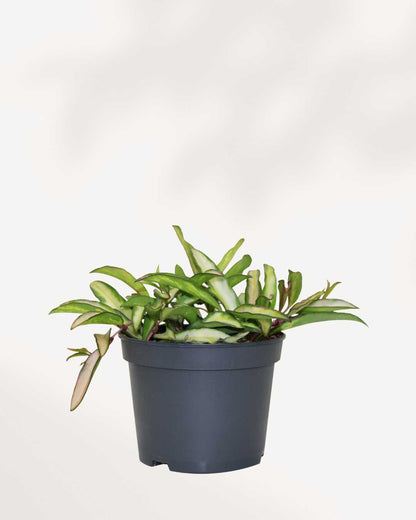 Hoya Wayetii Tricolour 4" Pot - Small