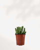 Huernia Macrocarpa - Dragon Flower Buy Online