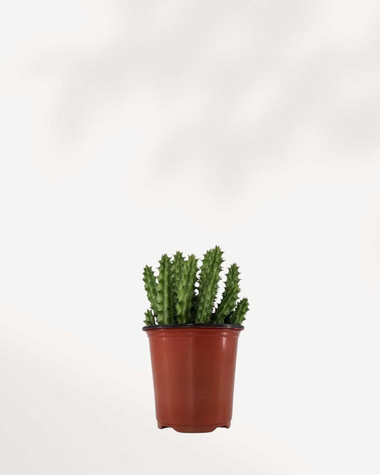 Huernia Macrocarpa - Dragon Flower Buy Online