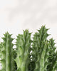 Huernia Macrocarpa - Dragon Flower Buy Online