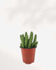 Huernia Macrocarpa - Dragon Flower Buy Online