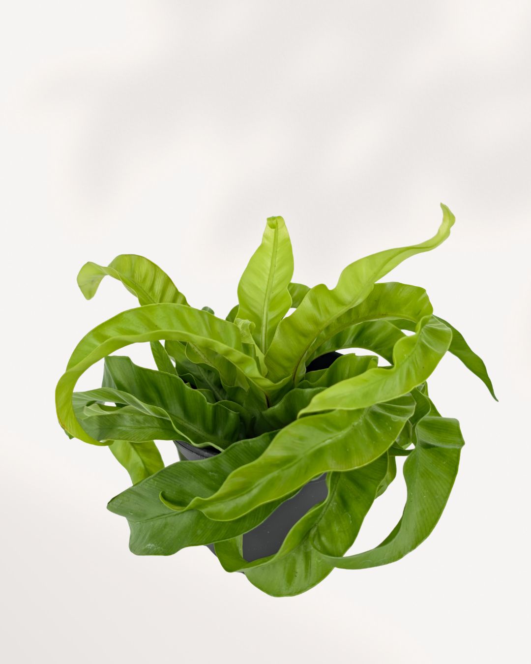 Hurricane Bird Nest Fern lush indoor plant shown from top front angle with wide ruffled green fronds ideal for home decor styling, available for delivery across GTA Toronto and Canada