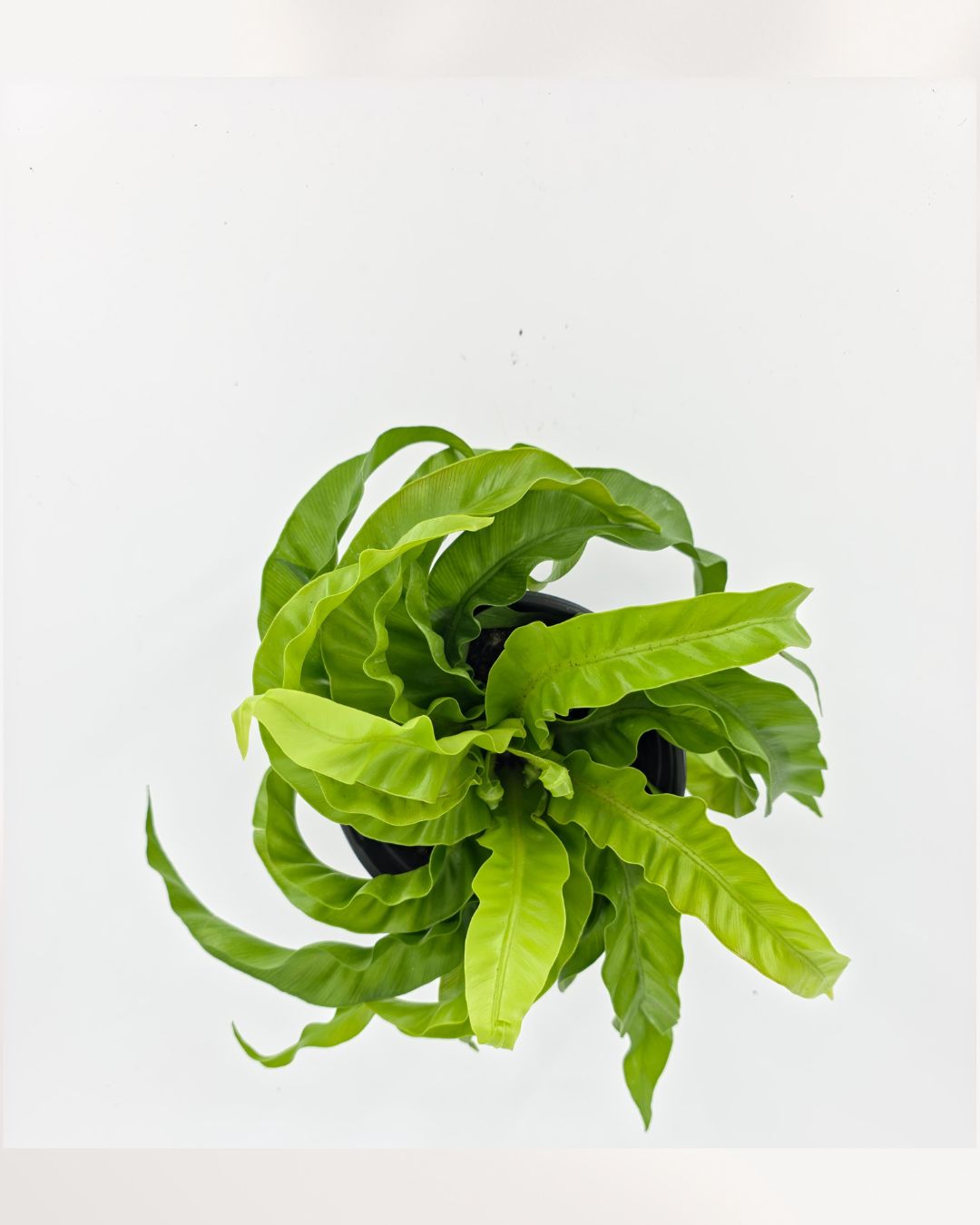 Hurricane Bird Nest Fern viewed from above highlighting natural rosette shape and dense leafy structure, popular indoor plant choice for modern home decor and plant delivery across Toronto GTA and Canada