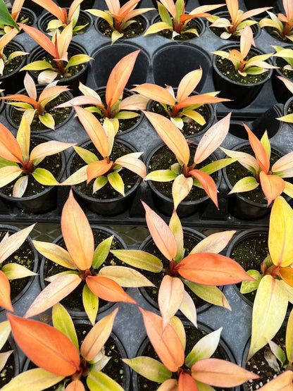 Philodendron Quad Colour plant in a small pot