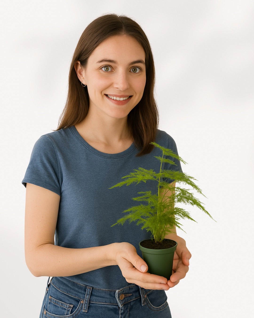 Plumosa Asparagus Fern plant in a pot