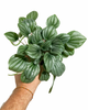 Top view of Peperomia Frost showing leaf pattern