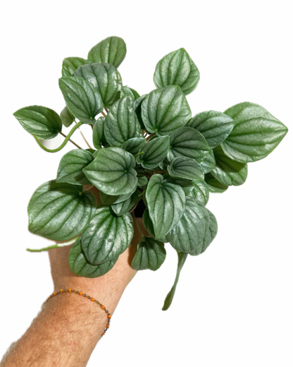 Top view of Peperomia Frost showing leaf pattern