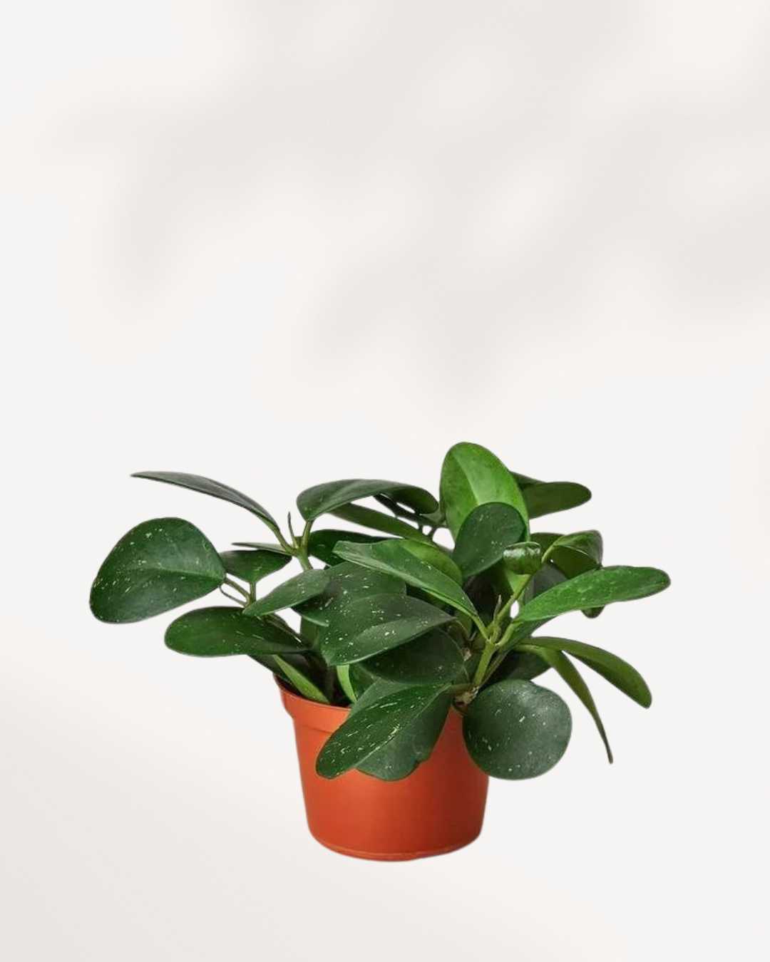 Hoya Obovata in nursery pot with full bushy growth showing multiple large round dark green leaves with silver flecks, easy care indoor wax plant delivered across Canada