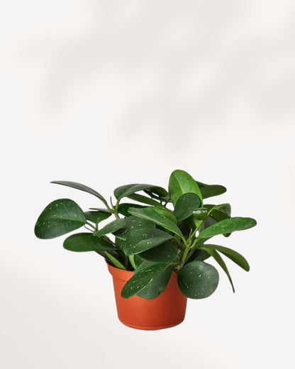 Hoya Obovata in nursery pot with full bushy growth showing multiple large round dark green leaves with silver flecks, easy care indoor wax plant delivered across Canada