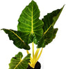 Alocasia Lutea plant in a pot