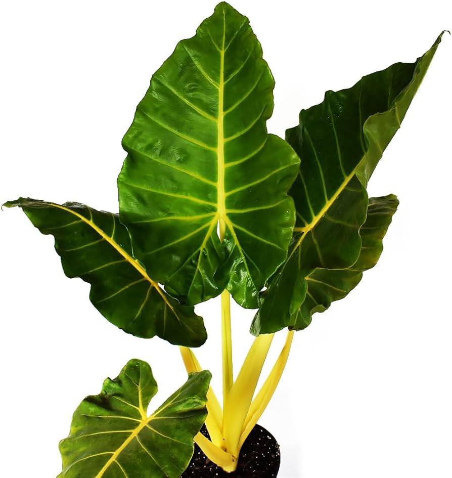 Alocasia Lutea plant in a pot