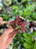 Polka Dot Plant 3.5" Pot - Small Red