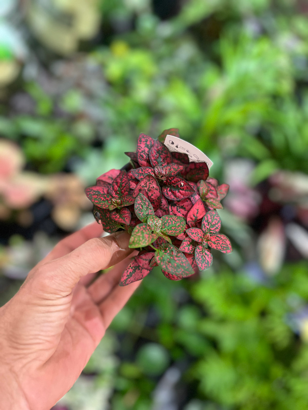Polka Dot Plant 3.5" Pot - Small Red