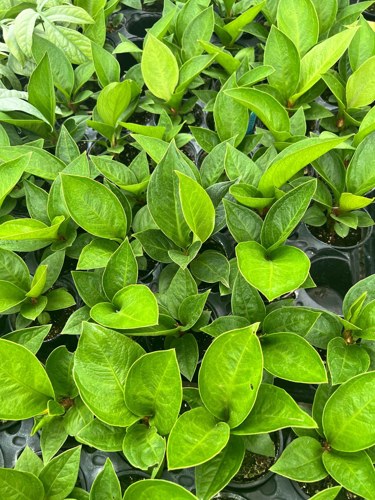 Anthurium Green Lady plant in a pot