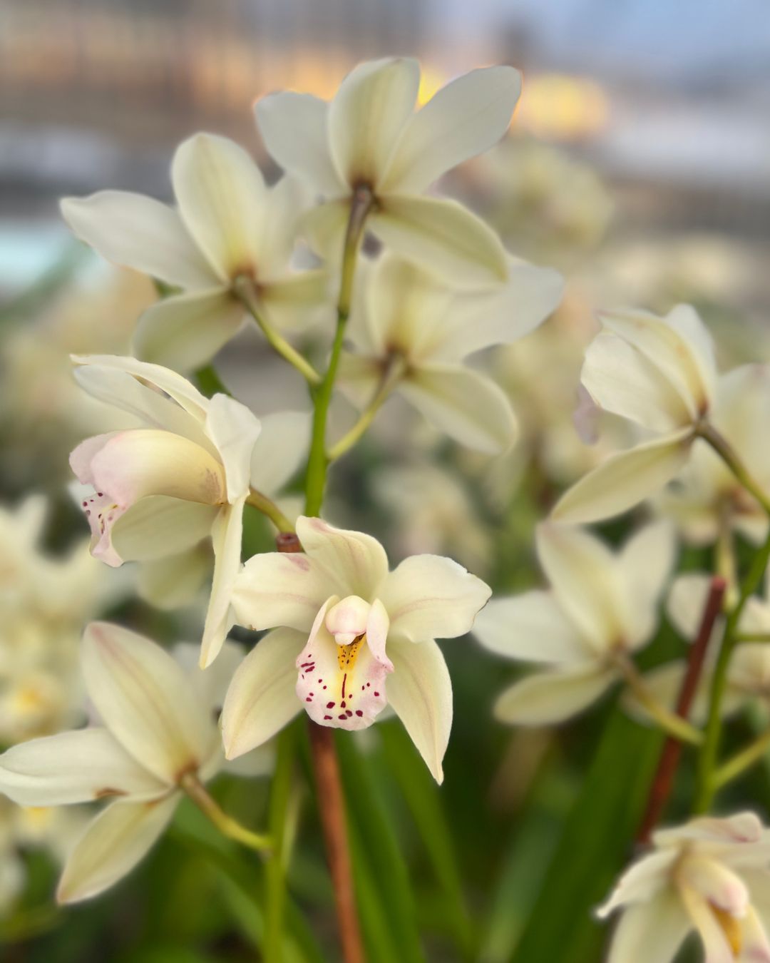 Cymbidium orchid with tall stems and fresh open blooms sitting in a Grow pot | Shop Online mygraenscape.com