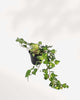 Ivy Golden Ingot | Buy Online Pro Tip and Care Guide - Delivery from Toronto across Canada - Mygreenscape
