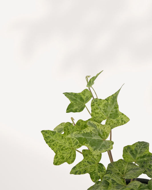 Top front view of Ivy Luzil plant showcasing lush trailing vines and vibrant green leaves, low maintenance indoor houseplant perfect for shelves, hanging baskets, and modern interiors