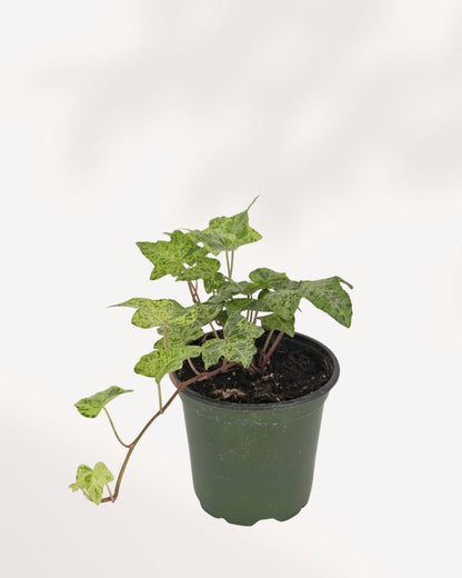 Top front view of Ivy Luzil plant showcasing lush trailing vines and vibrant green leaves, low maintenance indoor houseplant perfect for shelves, hanging baskets, and modern interiors