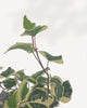 Close-up of upper stems and leaves, angled: "Close-up of Ivy Marengo upper stems showing green and cream variegated ivy leaves with reddish-purple stems