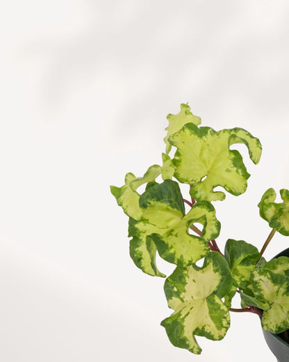Close up detail of Ivy Moonlight ivy leaves showing rich texture and natural variegation, premium indoor plant for home and office spaces, available for Canada wide delivery