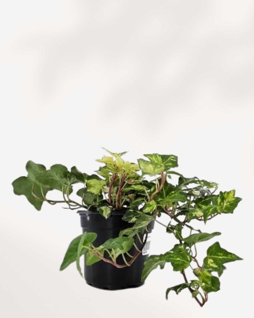 Ivy Golden Ingot | Buy Online Pro Tip and Care Guide - Delivery from Toronto across Canada - Mygreenscape