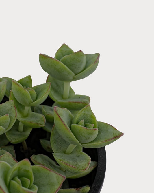 Jade Necklace succulent with stacked green leaves in a reddish-brown nursery pot, viewed at an angle.