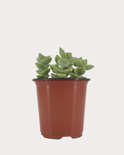 Front view of Jade Necklace with upright leafy stems in a reddish-brown nursery pot.