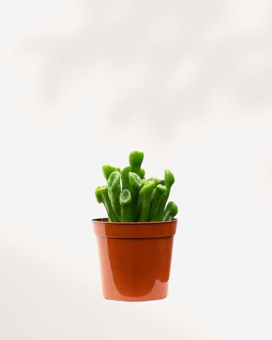 Jade Ovata 'Shrek' | Buy Online Pro Tip and Care Guide - Delivery from Toronto across Canada - Mygreenscape