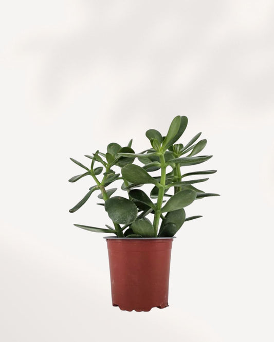 Healthy Jade Plant in 4-inch pot, small indoor succulent, low-maintenance houseplant, ideal for desks, shelves, or home décor, buy online at MyGreenScape