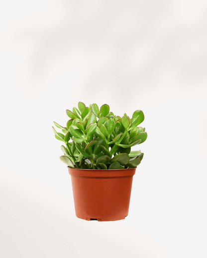 Jade Plant | Crassula Ovata 4" Pot - Small